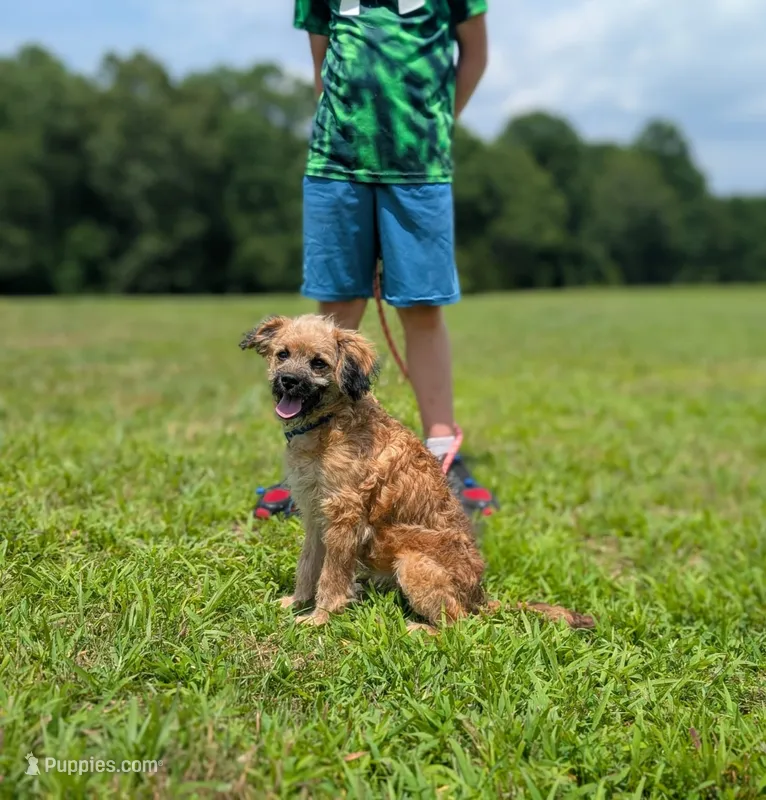 Rigby – Cavapoo puppy for sale in Dickson, TN