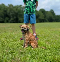 Rigby, a male Cavapoo for sale in Dickson, TN – 1 of 9