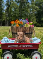Bandit, a male Cavapoo for sale in Dickson, TN – 3 of 8