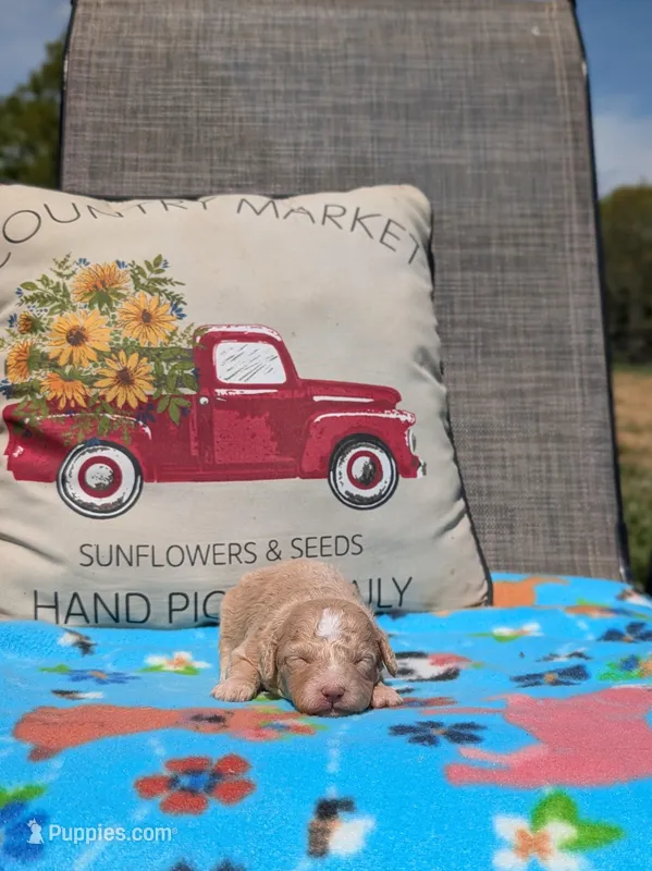 Gemma – Bernese Mountain Dog, Miniature Bernedoodle puppy for sale in Dickson, TN