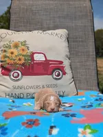 Gemma, a female Bernese Mountain Dog and Miniature Bernedoodle for sale in Dickson, TN – Photo 1 of 4