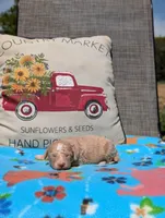 Gemma, a female Bernese Mountain Dog and Miniature Bernedoodle for sale in Dickson, TN – Photo 2 of 4