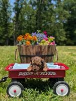 Diego, a male Cavapoo for sale in Dickson, TN – 5 of 7