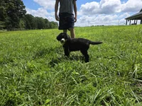 Trooper, a male Bernese Mountain Dog for sale in Dickson, TN – 5 of 6