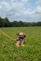 Rigby, a male Cavapoo for sale in Dickson, TN – 7 of 9