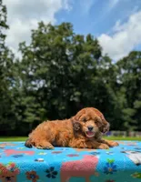 Copper, a male Cavapoo for sale in Dickson, TN – 2 of 6