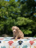 Boomer, a male Bernese Mountain Dog and Miniature Bernedoodle for sale in Dickson, TN – 6 of 8
