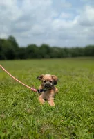 Rigby, a male Cavapoo for sale in Dickson, TN – 5 of 9