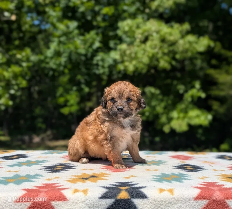 Cece – Bernese Mountain Dog, Miniature Bernedoodle puppy for sale in Dickson, TN