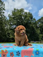 Copper, a male Cavapoo for sale in Dickson, TN – 4 of 6