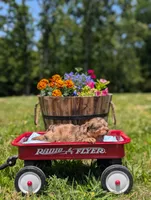 Bandit, a male Cavapoo for sale in Dickson, TN – 6 of 8