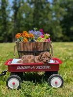 Diego, a male Cavapoo for sale in Dickson, TN – 4 of 7