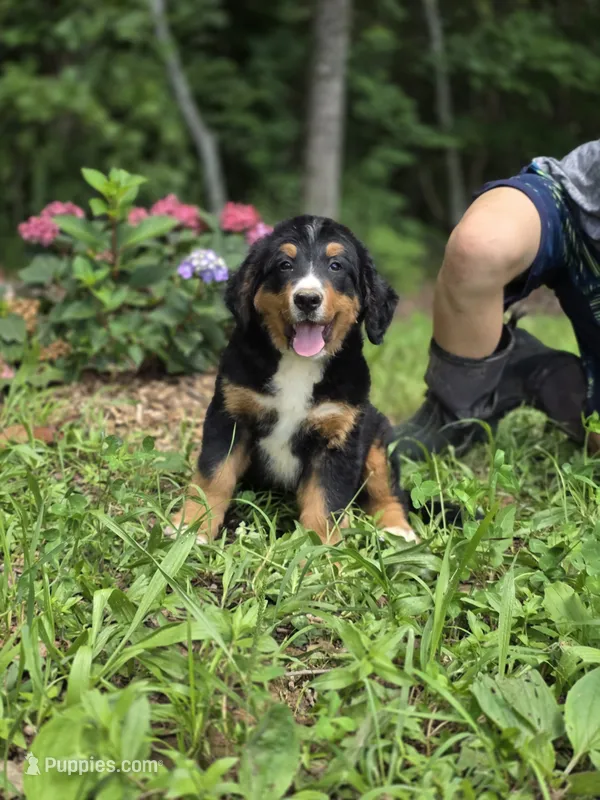 Trooper – Bernese Mountain Dog puppy for sale in Dickson, TN
