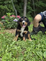 Trooper, a male Bernese Mountain Dog for sale in Dickson, TN – 1 of 6