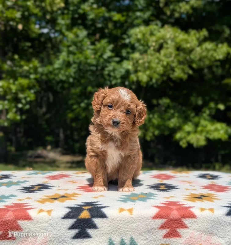 Chip – Bernese Mountain Dog, Miniature Bernedoodle puppy for sale in Dickson, TN