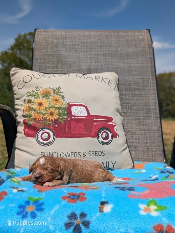 Chip – Bernese Mountain Dog, Miniature Bernedoodle puppy for sale in Dickson, TN