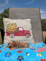 Chip, a male Bernese Mountain Dog and Miniature Bernedoodle for sale in Dickson, TN – Photo 1 of 4