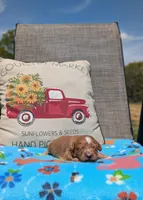 Chip, a male Bernese Mountain Dog and Miniature Bernedoodle for sale in Dickson, TN – Photo 2 of 4