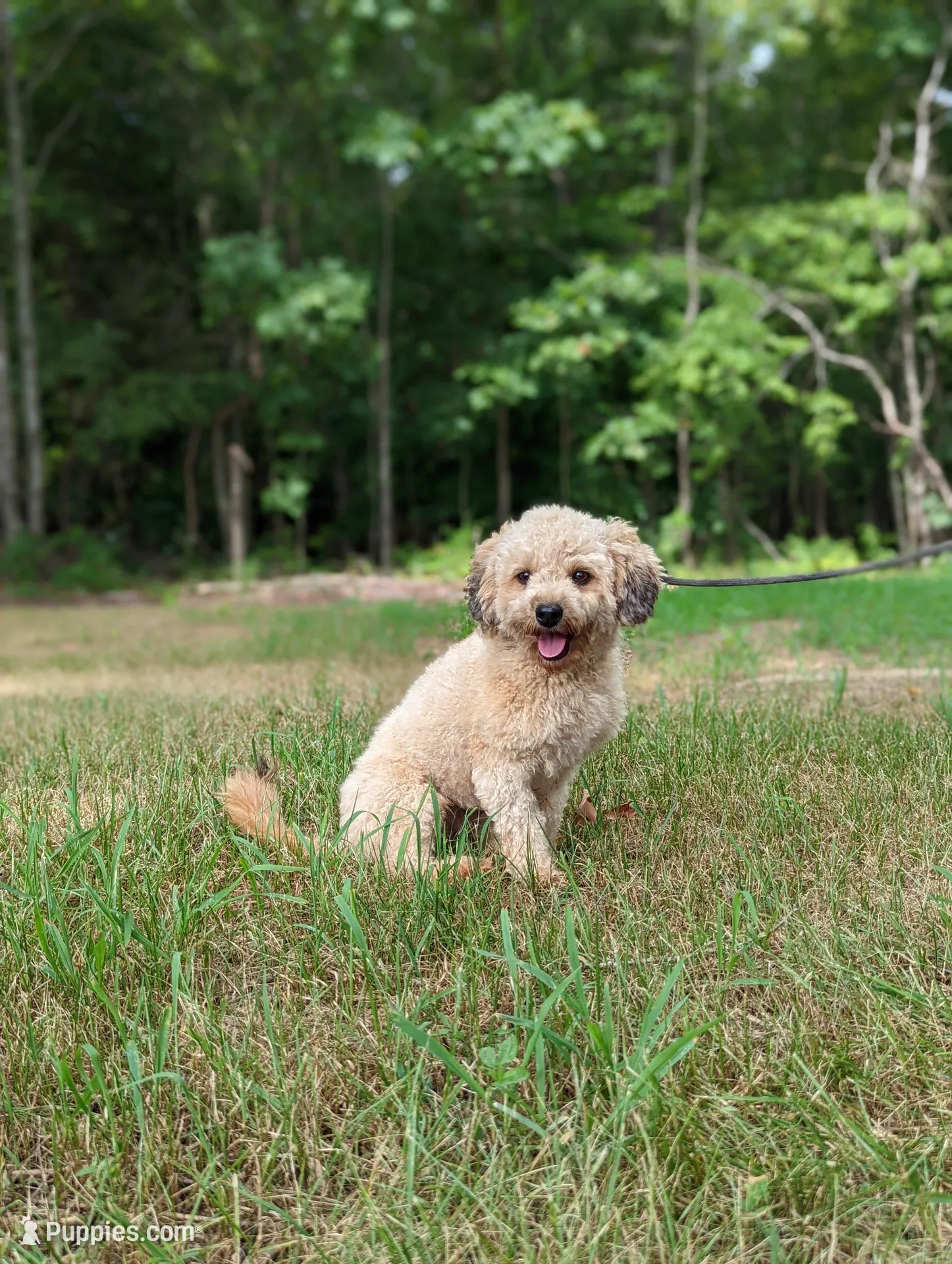 Chip, a male Bernese Mountain Dog and Miniature Bernedoodle for sale in Dickson, TN – Photo 4 of 4