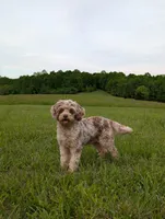 Bandit, a male Cavapoo for sale in Dickson, TN – 8 of 8