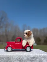 Jaq, a male Cavapoo for sale in Dickson, TN – Photo 4 of 9