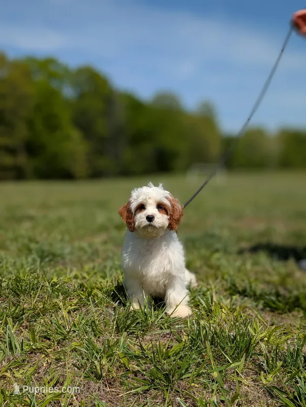Jaq – Cavapoo puppy for sale in Dickson, TN