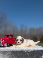 Jaq, a male Cavapoo for sale in Dickson, TN – Photo 5 of 9