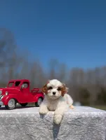 Jaq, a male Cavapoo for sale in Dickson, TN – Photo 7 of 9