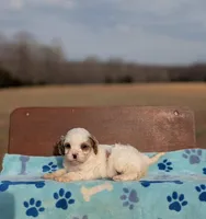 Jaq, a male Cavapoo for sale in Dickson, TN – Photo 2 of 5