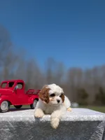 Jaq, a male Cavapoo for sale in Dickson, TN – Photo 3 of 9