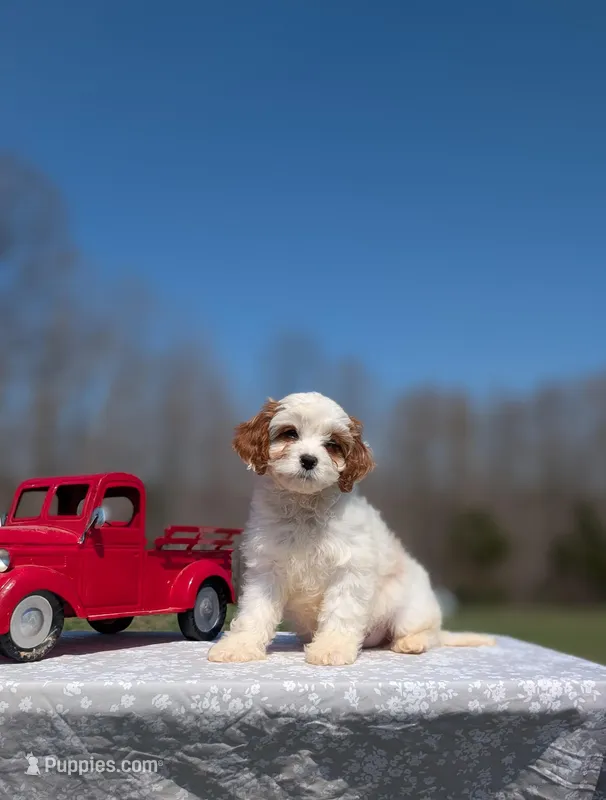 Jaq – Cavapoo puppy for sale in Dickson, TN