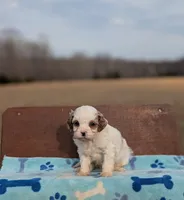 Jaq, a male Cavapoo for sale in Dickson, TN – Photo 4 of 5