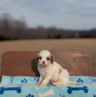 Jaq, a male Cavapoo for sale in Dickson, TN – Photo 1 of 5