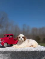 Jaq, a male Cavapoo for sale in Dickson, TN – Photo 2 of 9