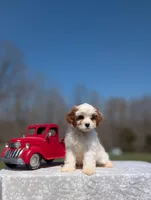 Jaq, a male Cavapoo for sale in Dickson, TN – Photo 9 of 9