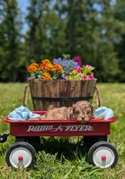 Bandit, a male Cavapoo for sale in Dickson, TN – 4 of 8