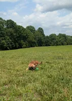 Rigby, a male Cavapoo for sale in Dickson, TN – 9 of 9
