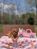 Birdie, a female Cavapoo and Cavalier King Charles Spaniel for sale in Dickson, TN – Photo 6 of 6