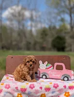 Birdie, a female Cavapoo and Cavalier King Charles Spaniel for sale in Dickson, TN – Photo 2 of 6