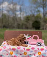 Birdie, a female Cavapoo and Cavalier King Charles Spaniel for sale in Dickson, TN – Photo 4 of 6