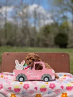 Birdie, a female Cavapoo and Cavalier King Charles Spaniel for sale in Dickson, TN – Photo 3 of 6