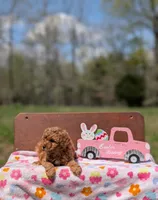 Birdie, a female Cavapoo and Cavalier King Charles Spaniel for sale in Dickson, TN – Photo 5 of 6