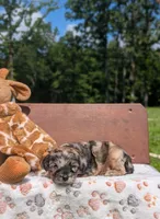 Chewie, a male Cavapoo for sale in Dickson, TN – 4 of 6