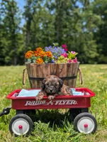 Moose, a male Cavapoo for sale in Dickson, TN – 2 of 7