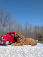 Gizmo, a male Cavapoo for sale in Dickson, TN – Photo 5 of 8