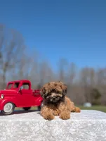 Gizmo, a male Cavapoo for sale in Dickson, TN – Photo 6 of 8