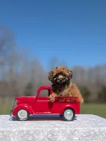 Gizmo, a male Cavapoo for sale in Dickson, TN – Photo 3 of 8