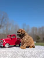 Gizmo, a male Cavapoo for sale in Dickson, TN – Photo 4 of 8