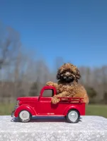 Gizmo, a male Cavapoo for sale in Dickson, TN – Photo 8 of 8