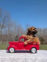 Gizmo, a male Cavapoo for sale in Dickson, TN – Photo 7 of 8